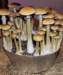 Buy Burma Magic Mushrooms