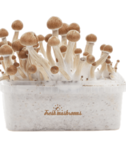 Buy Magic Mushroom Grow Kit