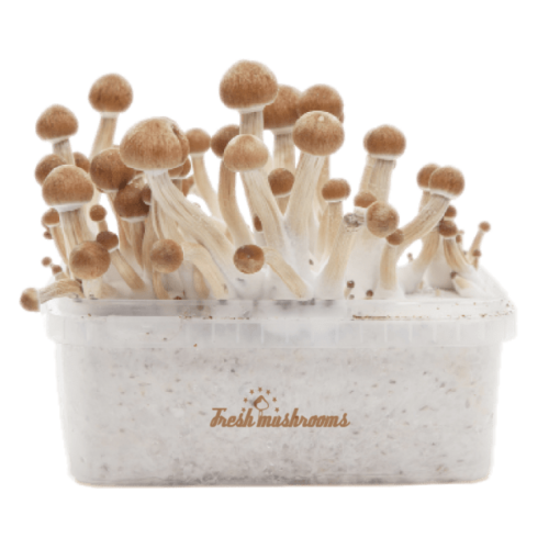Buy Magic Mushroom Grow Kit