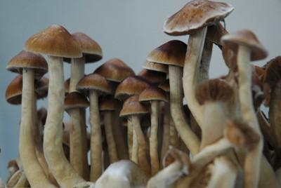 Magic Mushroom Grow Kit McKennaii