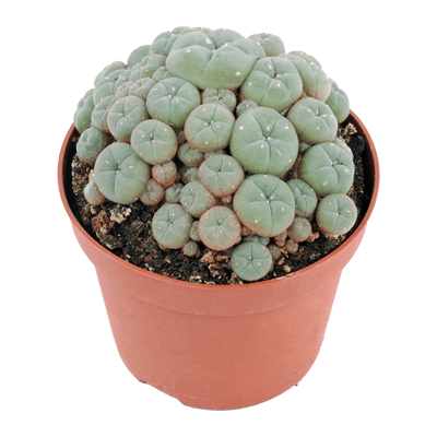 Mescaline Cactus For Sale