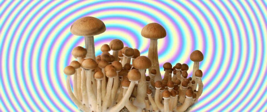 Magic-Mushrooms