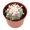 Peyote Cactus for Sale