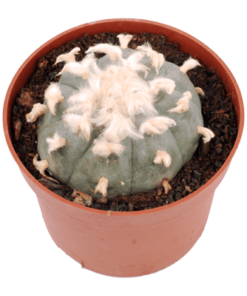 Buy Peyote Cactus
