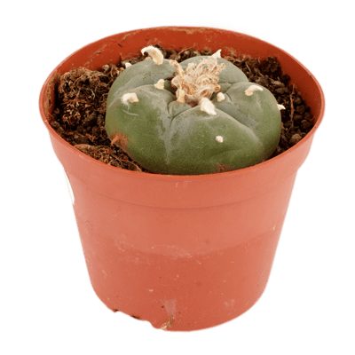 Mescaline Cactus For Sale